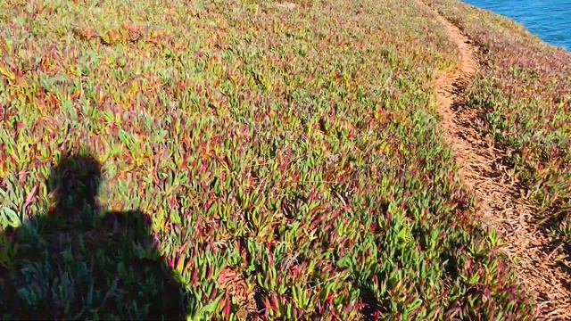 Bodega Bay. ТАКУЮ АМЕРИКУ ВЫ ЕЩЕ НЕ ВИДЕЛИ! смотреть онлайн