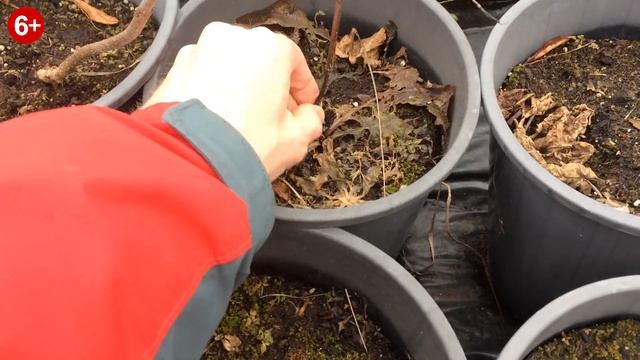 Павловния - после зимы 2019 - 2020 года. Замерзли? Часть №1 смотреть онлайн