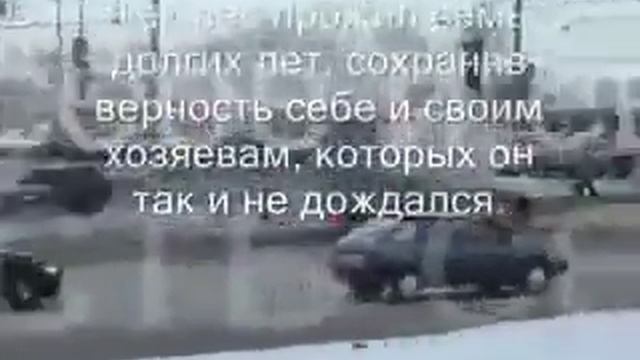 памятник собаке смотреть онлайн