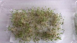 Хлорелла для растений. Проращивание семян салата.