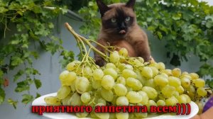 Виноград ГЕЛИОДОР кишмиш мускат (95 дней)