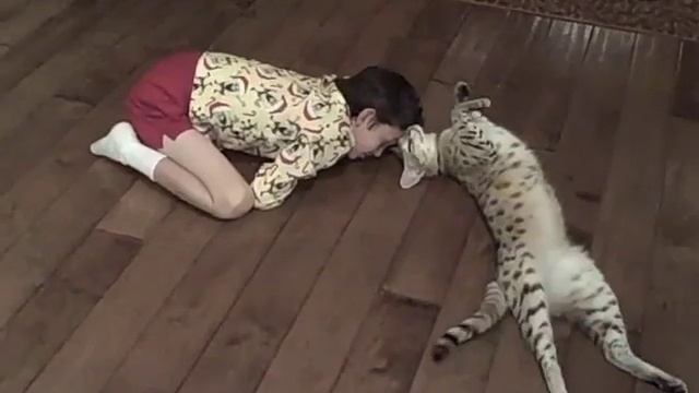 African Serval = Hybrid Exotic = Savannah Cat Shoppe смотреть онлайн