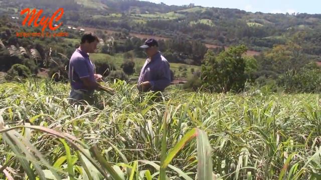 Esencias de Citronella смотреть онлайн