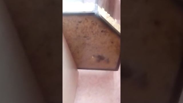 Как выглядят хомяки и что для них нужно смотреть онлайн