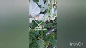 НОВИНКА! СОРТ РАФИКИ! Безшипная малина со сверх урожайностью)))