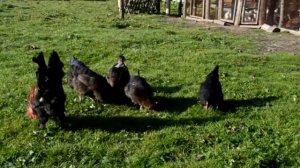 Цесарки – породы, характеристики, плюсы и минусы