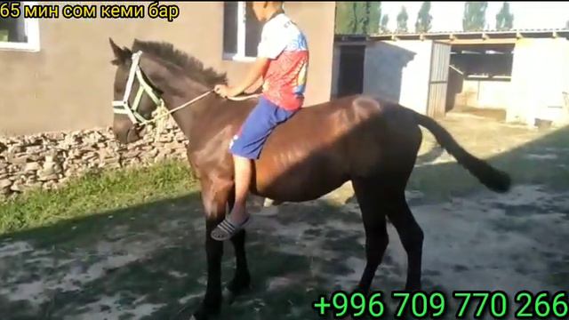Тай сатылат бир жаш +996 709 770 266 смотреть онлайн