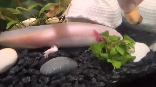 Чем можно кормить аксолотля #аксолотль #axolotl