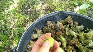 Сбор урожая Фундука (лесного ореха)