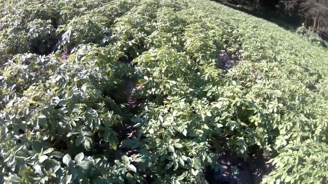 Картофель Манифест. Результаты по Зенкору. смотреть онлайн