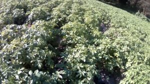 Картофель Манифест. Результаты по Зенкору.