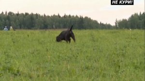 Какую охотничью собаку выбрать. - 2021г