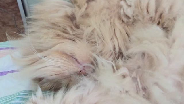 Кот храпит. смотреть онлайн