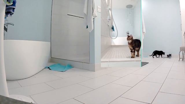 Bengal Cats React To : Chinchilla as Pets (2019) - Ep.2 смотреть онлайн