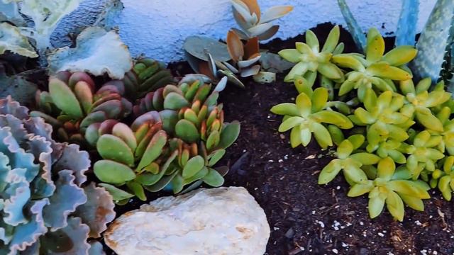 AMAZING TRANSFORMATION WITH SUCCULENTS смотреть онлайн