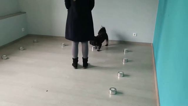 Nosework, test, goździk, Gliwice, 29.02.2020, Martyna i Tosiek смотреть онлайн