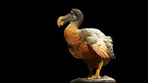 Маврикийский дронт или птица додо