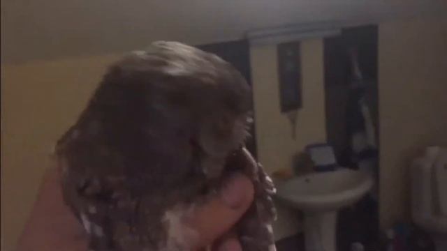 Сова сплюшка год спустя! смотреть онлайн