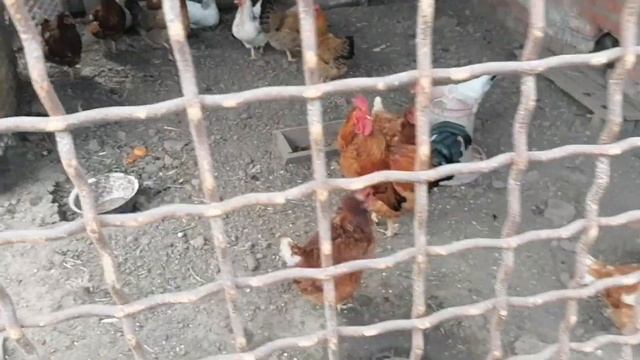 Клетка для перепелов из старого шкафа! Чем занят был?) смотреть онлайн