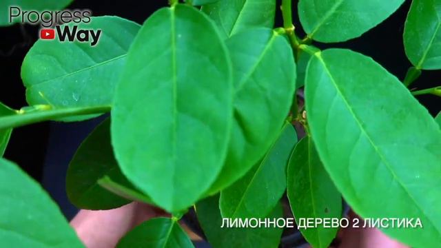 Зацвел Сразу! 1 ложка под любой цветок и пышное цветение вам обеспечено круглый год! 50 рецептов смотреть онлайн