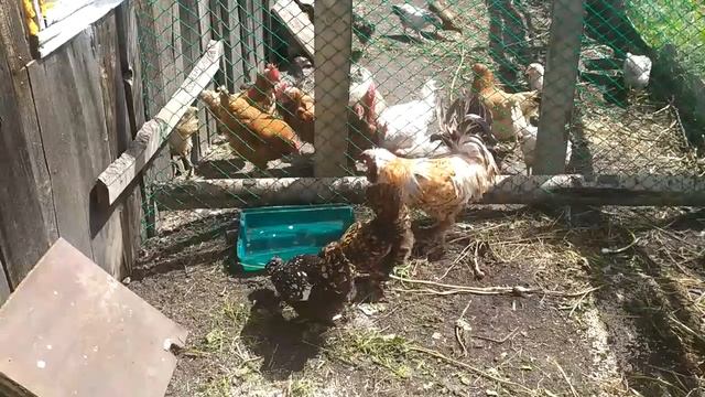 Деревенские будни\Мои куры\Семья Перовых\ смотреть онлайн