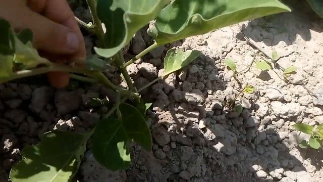 Секреты формировки куста баклажан—залог хорошего урожая. смотреть онлайн