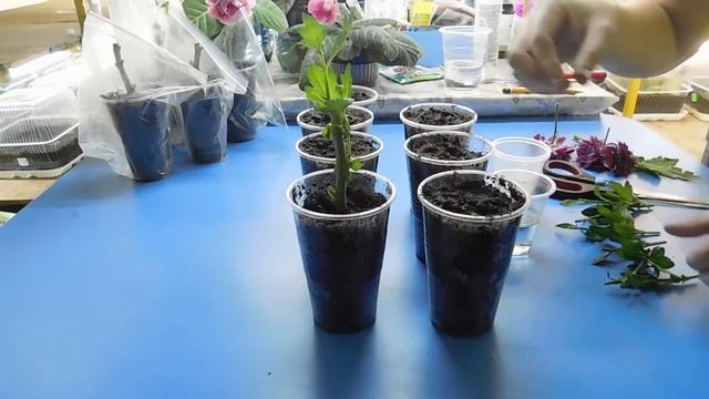 ???УКОРЕНИТЬ ХРИЗАНТЕМУ ИЗ БУКЕТА ! ЧЕРЕНКОВАНИЕ И РЕЗУЛЬТАТ ! Совсем не сложно смотреть онлайн