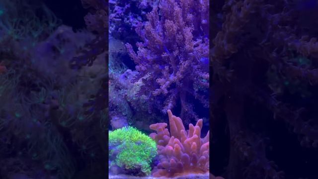 Морской аквариум смотреть онлайн