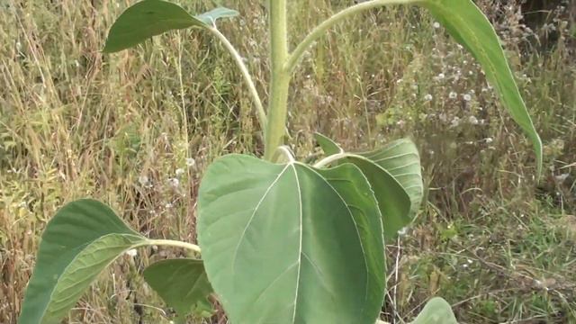 Цикада буйволовидная. смотреть онлайн