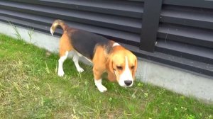 У ШЕРЛОКА КОРОНА БРО? БРОС ШОУ ПЕТ