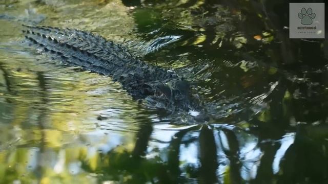 Động Vật Săn Mồi Phần 1 | Khám Phá Thế Giới Động Vật Hoang Dã