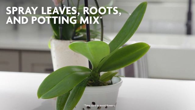 How to Use Miracle-Gro Orchid Mist смотреть онлайн