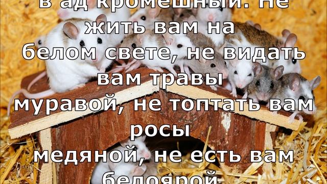 Как избавиться от мышей / Заговор от мышей (текст) / Трифона мышегона / 14 февраля ??