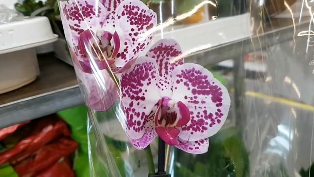 LEROY MERLIN | ОРХИДЕИ в ЛЕРУА МЕРЛЕН | Орхидея Orchid ORCHIDS ОРЕНБУРГ смотреть онлайн