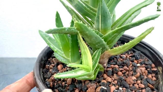 Aloe Nobilis Variegata (Cactus and Succulents) смотреть онлайн