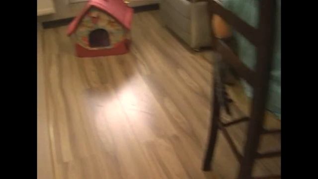 Что бы вы сделали, если бы у вас был шотландский кот? смотреть онлайн