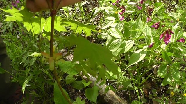 Гуляем по майскому лесу всей семьей / опять не нашли сморчки / природа юга Нижегородской области смотреть онлайн