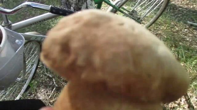 Грибы Омской области #царские  #грибы2023 #загрибами #лесныегрибы #грибыбелые #грибнойсезон