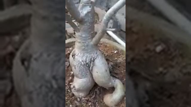 A hai Adenium bonsai смотреть онлайн