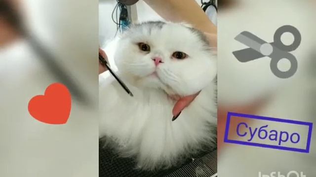 Кошку стригут. Само спокойствие! смотреть онлайн