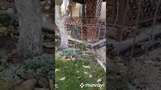 Стойка цветочная для розы смотреть онлайн