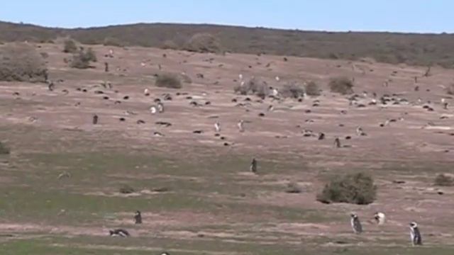 Patagonia Argentina Punta Tombo Pinguinos смотреть онлайн
