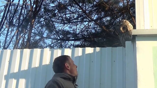 Сова, живущая в дикой природе, подружилась с людьми. Выпуск 1 (Strix uralensis) смотреть онлайн