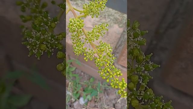 Гурман ранний .Цветёт.Кусту третий год. смотреть онлайн