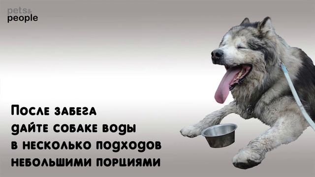 Питание собаки смотреть онлайн