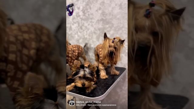 Самые модные йорки ? #yorkshireterrier #yorkie #йоркширскийтерьер #dog #yorkshire #puppy