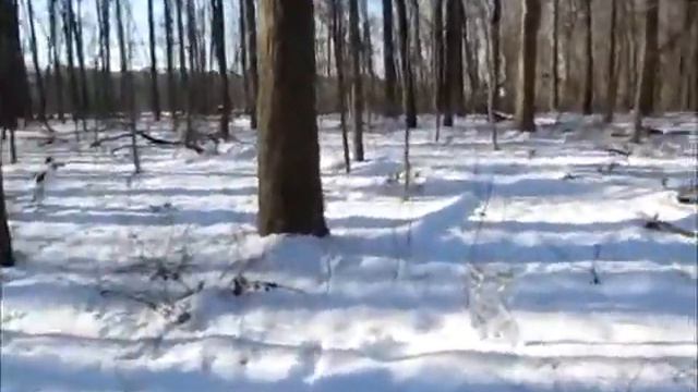 VR for Mike DeLucia.....Hunting Down the Most Elusive Creature Known to Man. смотреть онлайн