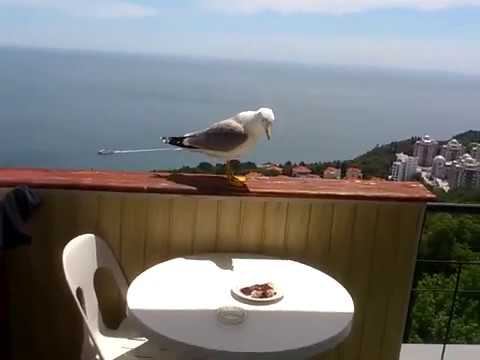 Ялта, Ливадия, 2015