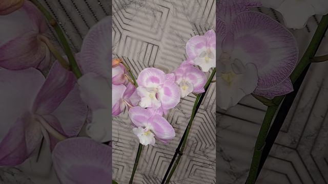 Биг лип Поцелуй Аладдина 😘 💥100💥 смотреть онлайн