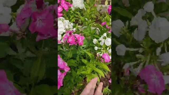 Флокс Вайт. смотреть онлайн